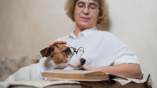 Elderly caucasian woman reading a book with a smart dog jack russell terrier wearing glasses and a tie on the sofa.