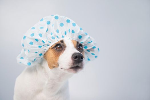 Funny friendly dog jack russell terrier takes a bath with foam in a shower cap on a white background. Copy space.