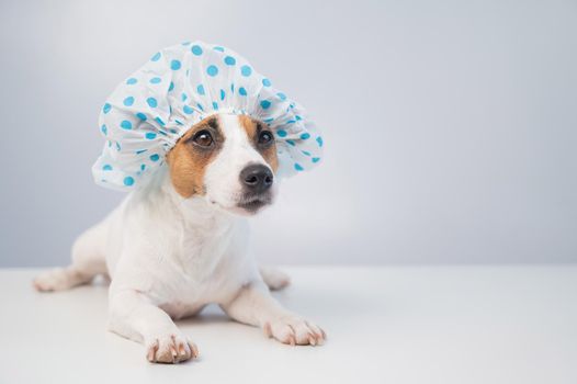 Funny friendly dog jack russell terrier takes a bath with foam in a shower cap on a white background. Copy space.