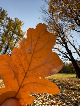 The close-up view of an orange leaf in hand, the leaf is shining through the sun, autumn is in full swing. High quality photo