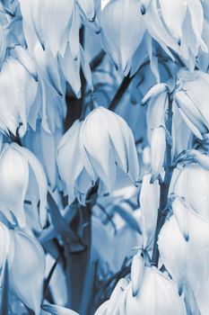 botanical background of delicate white flowers close-up. blue tinted