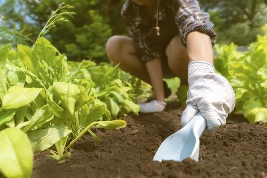 A young girl in work gloves prepares the earth in a vegetable garden with fresh herbs for planting new seedlings. The gardener removes the weed and digs up the black soil.