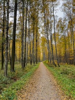 The path in the autumn park, yellow leaves on trees and on the ground, long shadows of trees, walking people, sunbeams of the sun,. High quality photo