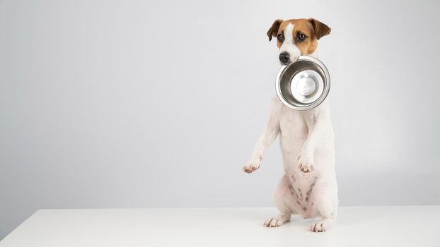 Hungry jack russell terrier holding an empty bowl on a white background. The dog asks for food