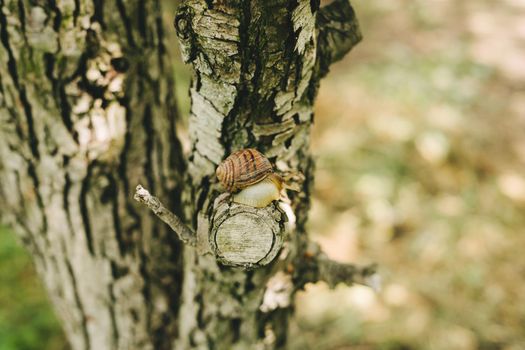 The bark of a tree and a snail on a sawn-off branch. The snail is sitting on a tree. Snail after rain.