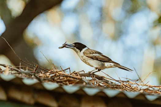 Gray Butcherbird eating a lizard. High quality photo