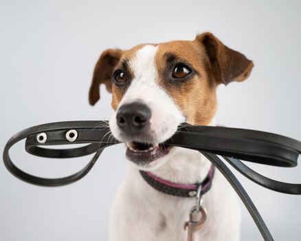 Jack russell terrier dog holding a leash on a white background