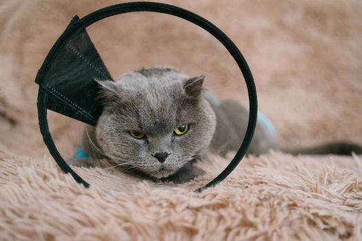 Scottish fold cat is lying on the sofa in a plastic collar after surgery. Catheter for ivs is installed on the paw. Treatment of urolithiasis. Gray cat in a blue diaper.