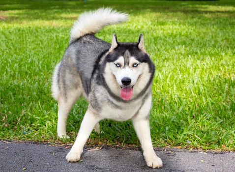 Siberian Husky Dog in the Garden