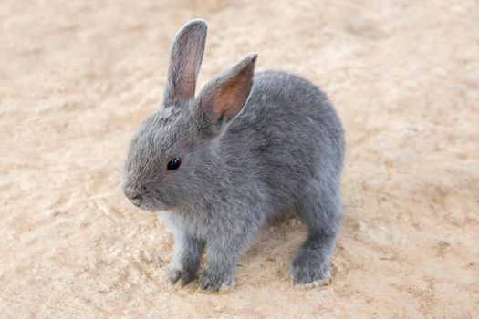 Rabbits in the zoo