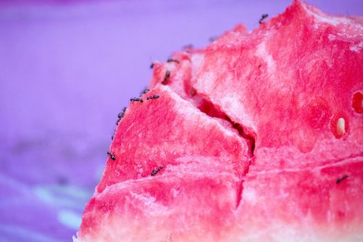 Close up of watermelon with ants on it . High quality photo