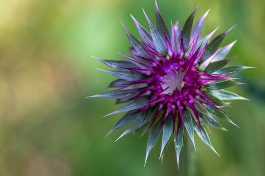 Scottish Flower Symbolic, Purple thistle close up in Nebraska landscape . High quality photo