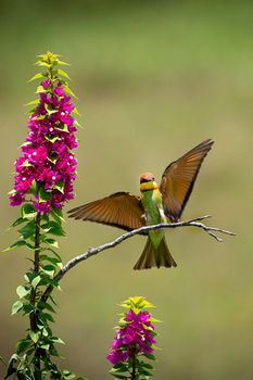 Four beautifully colored characters on a blurred background. Chestnut-headed Bee-eater