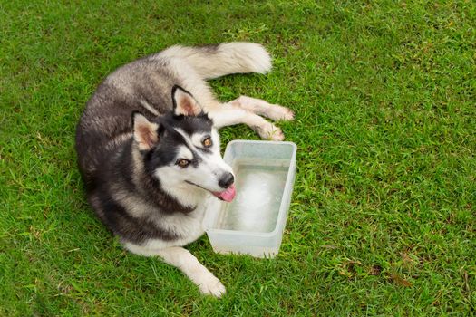 Siberian Husky Dog in the Garden