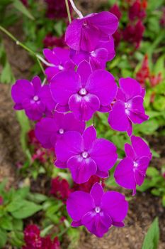 Purple orchid in the garden
