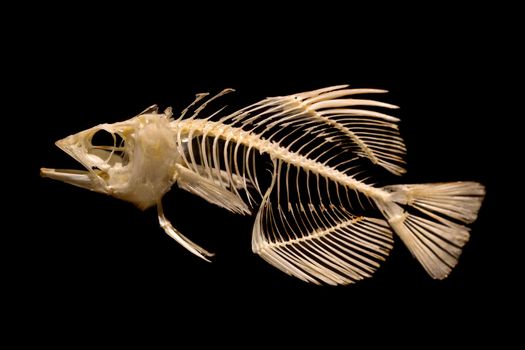 Skeleton of fish on black background