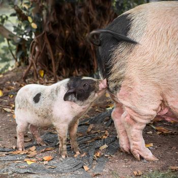 Pig and Piglet for food