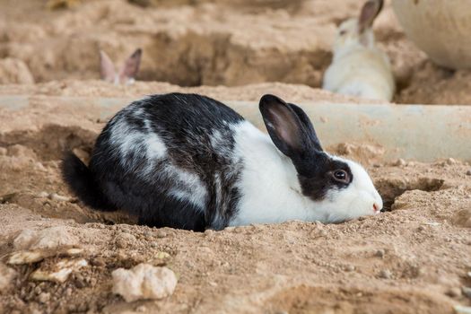 Rabbits in the cage