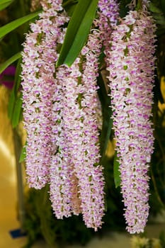 Beautiful purple orchid with a natural background.