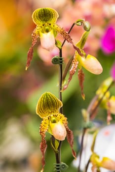 Orchid flowers with a variety of beautiful colors.