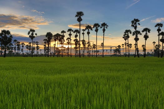 View of sugar palm in beautiful rice fields.