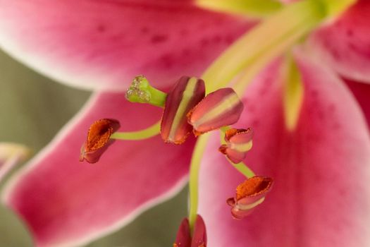 Vibrant pink Tiger Lilies Stargazer lilies flowers in blooming summer Close up . High quality photo