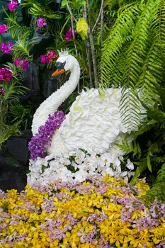 Swan made from orchid flowers.