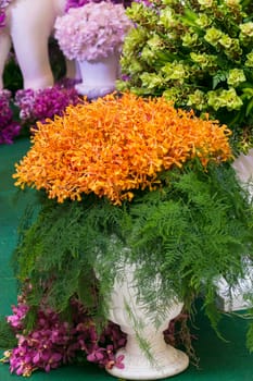 Orchid flowers with a variety of beautiful colors.