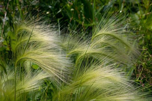 Green barley in the clearing. Hordeum jubatum