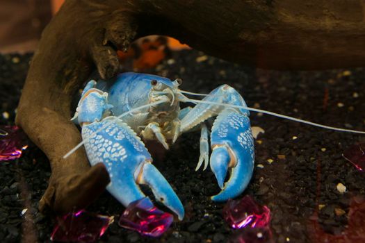 Blue crayfish Standing gracefully on the stone.