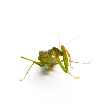 Praying Mantis. on white background