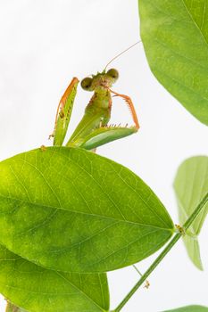 Praying Mantis. on white background