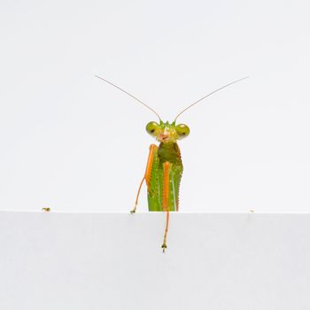 Praying Mantis. on white background