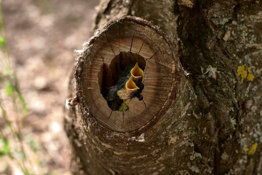 Two small birds in a nest inside a tree. Wood, close-up, detail and macro photography, blurred background. Hatchling begging for food