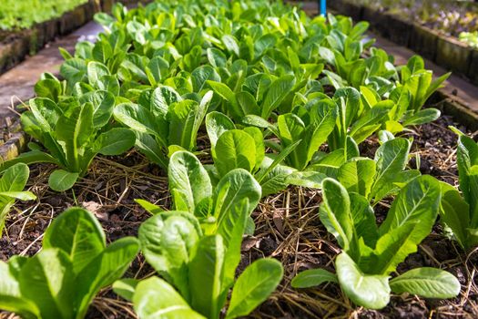 Lettuce and red cabbage plants on a vegetable garden ground