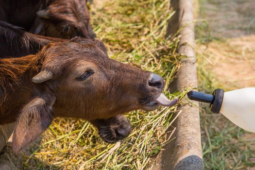 Breast feeding buffalo murrah