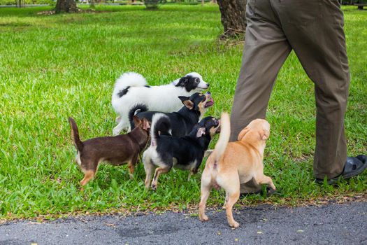 Many dogs walk in the park.