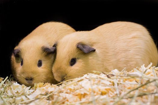 Guinea pig is sleeping