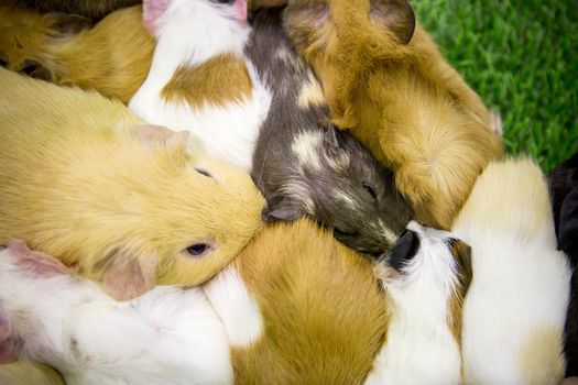 Guinea pig is sleeping