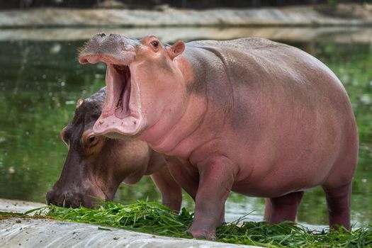 A walking hippopotamus eats in the zoo.