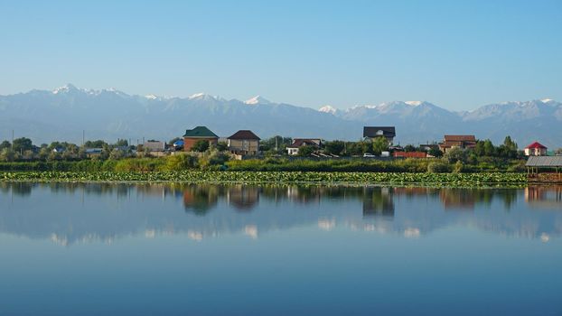 The mirror surface of the lake water reflects pink lotuses, large green water lilies, high mountains of the Trans-Ili Alatau, trees and houses. Beautiful landscape on mirror pond. Almaty, Kazakhstan