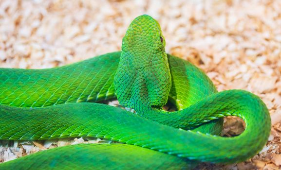 Green snake in the zoo