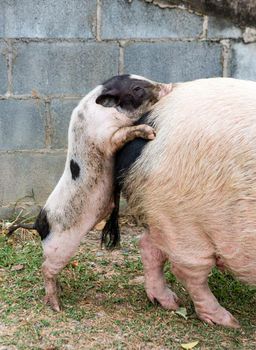 Pig and Piglet for food