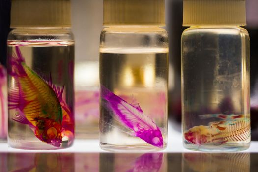 Fish in Bottles for Biological Studies