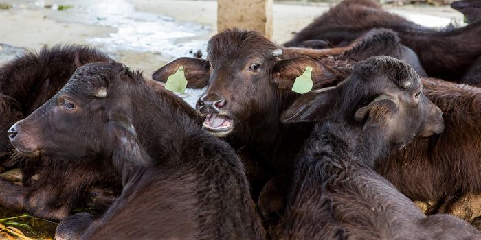 Feeding hay buffalo farm