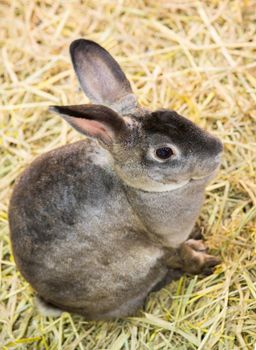 Rabbits in the zoo