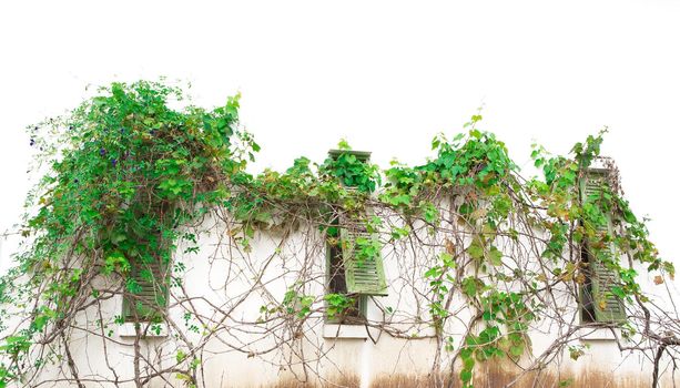 Ivy at home wall