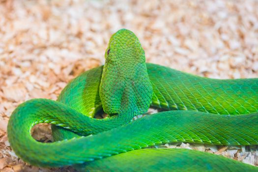 Green snake in the zoo