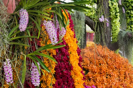 Orchid flowers with a variety of beautiful colors.