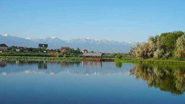 The mirror surface of the lake water reflects pink lotuses, large green water lilies, high mountains of the Trans-Ili Alatau, trees and houses. Beautiful landscape on mirror pond. Almaty, Kazakhstan